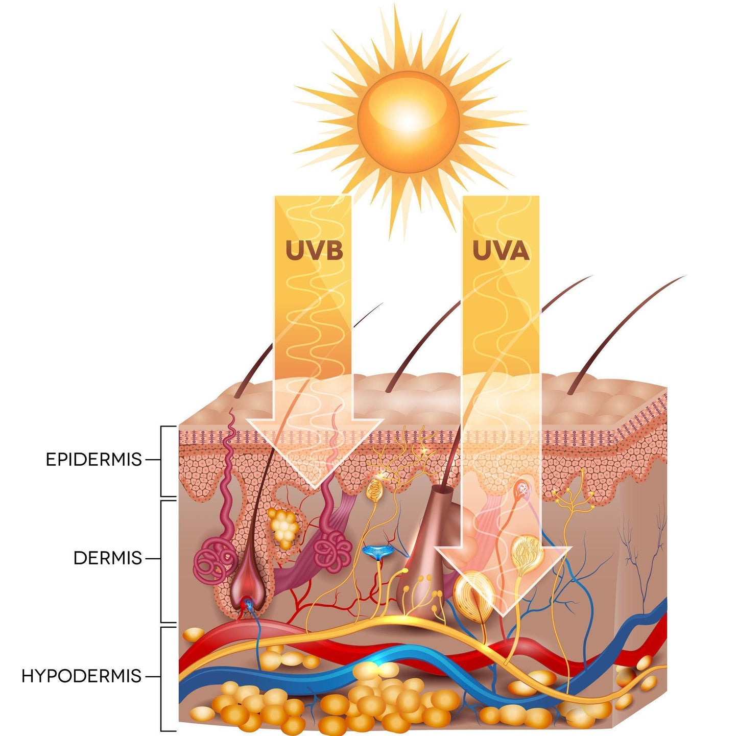 Gymsegbë - Habaek Sun Protection Face Moisturizer SPF50